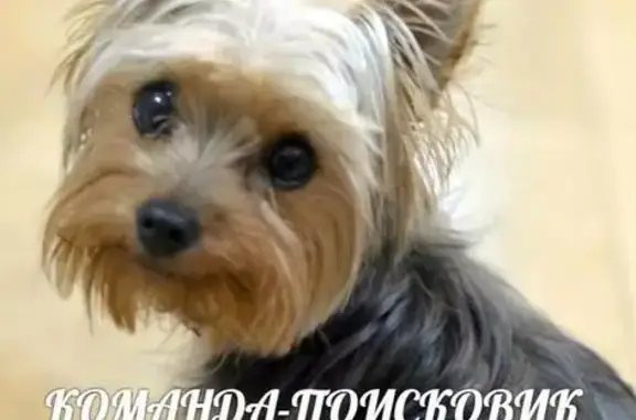 Пропала собака Йорк на Северной, пл. Захарова, Севастополь (18.06.2018)