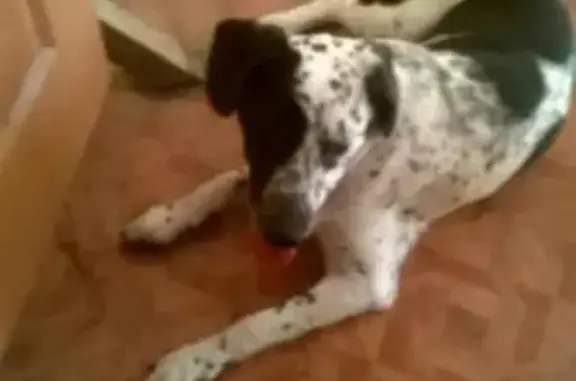 Найден мальчик-пес в районе Текучева, ищем хозяев