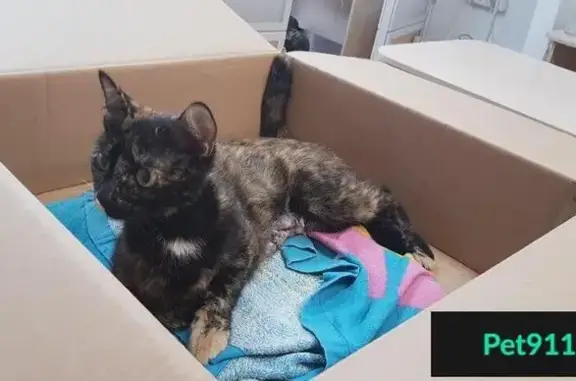 Кошка найдена с сломанной лапой на Судостроительной 52 А в Красноярске