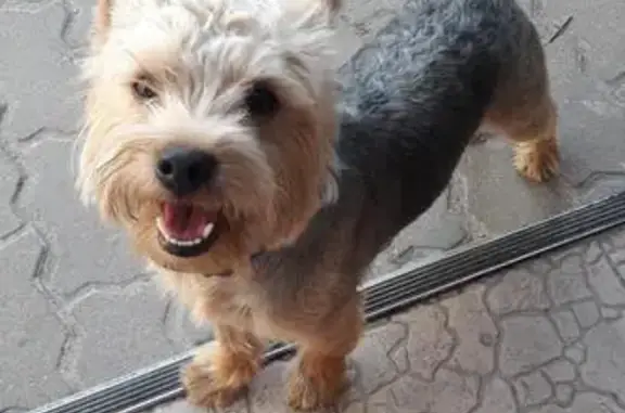 Найдена собака Йорк в Брянске на речке