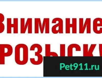 Пропал кот на 26 Бакинских комиссаров