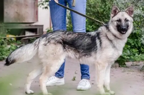 Пропала собака в деревне Островцы, Московская область