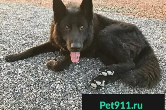 Пропала собака Назар в районе Муринского парка, СПб