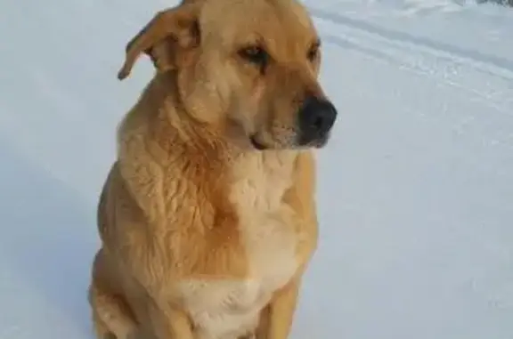 Пропала собака в СНТ Строитель, Санкт-Петербург