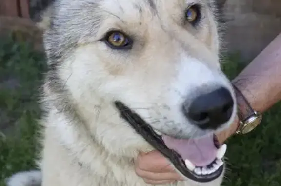 Найдена дружелюбная собака в Выгоничском р-не, Брянск