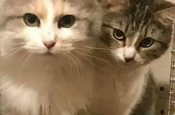 Найдены кошки без куратора в Москве и МО