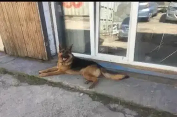 Собака ищет хозяина: Затонская ул., 32, Красноярск
