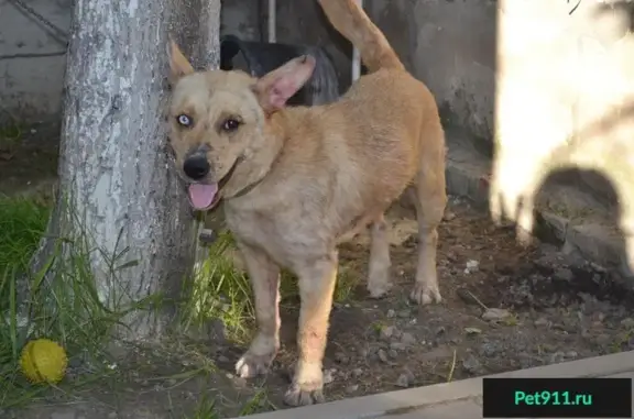 Найдена собака Юта с демодекозом в Ростове-на-Дону