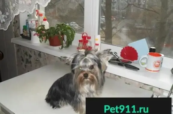 Пропала собака-йорк в СПб, украдена по адресу По.Художников 30к1, возможно продана на Придорожной аллее.