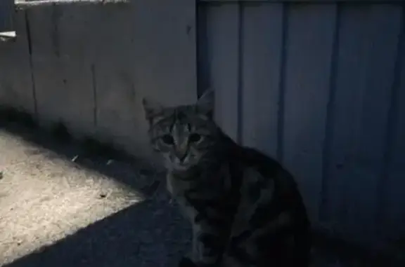Найден грустный кот в Калуге, возраст около года.