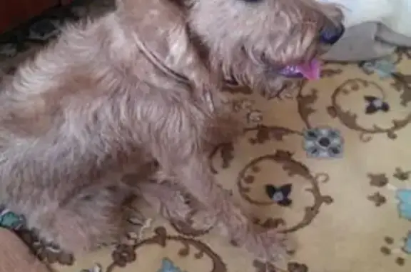 Пропала собака на Таманском полуострове, нуждается в лечении