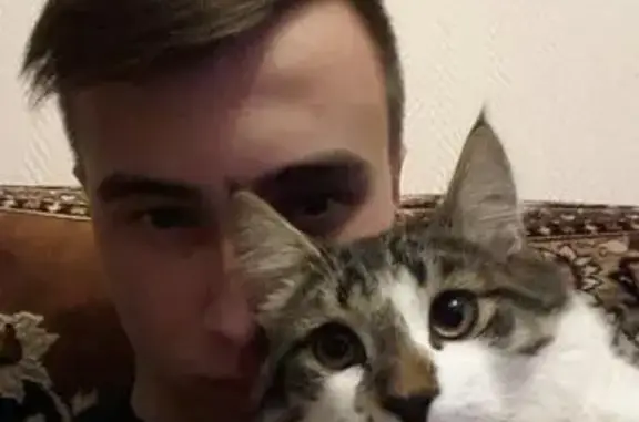 Пропала кошка Филя в Тольятти: Бульвар Луначарского, 21