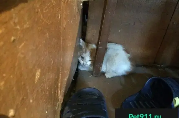 Найден котенок на улице Горького 2 в Бердске