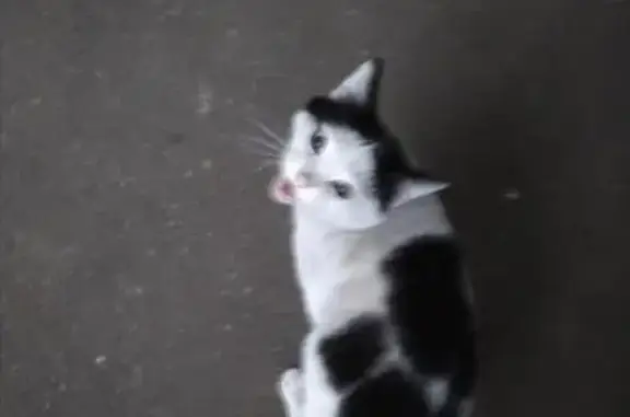 Найдена кошка на Волжском бульваре в Москве