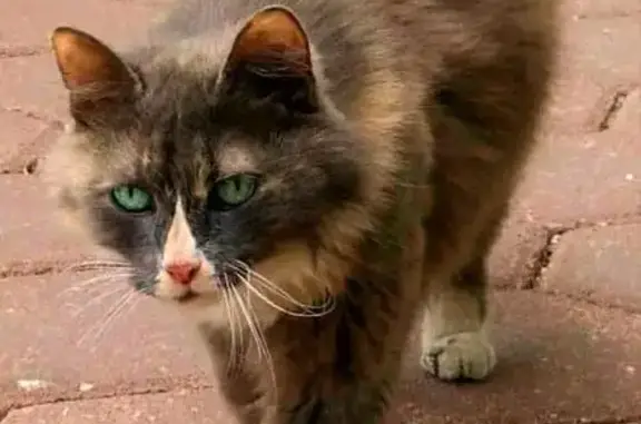 Ласковая кошка в Химках, Московская область