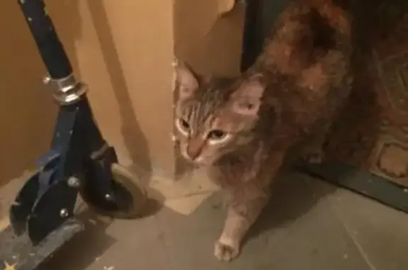 Ухоженная кошка найдена в Среднеуральске