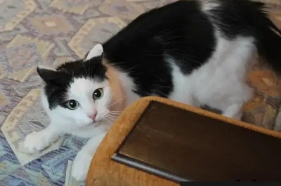 Пропала кошка Масяня в Кожухово, ул. Рудневка, 41