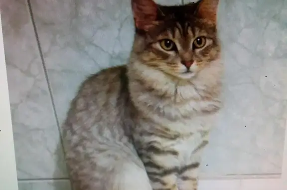 Пропала кошка в Казани, жилой массив Кульсеитово