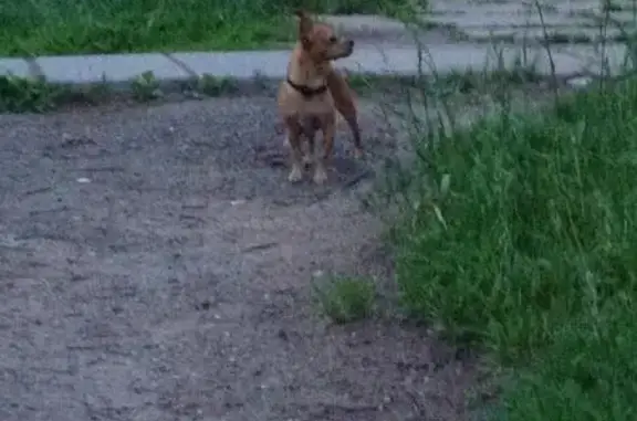Найдена собака в Академгородке, ищем хозяев
