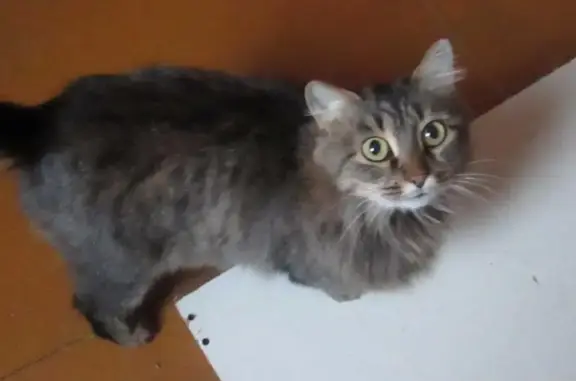Найдена кошка в Челябинске, ищет дом