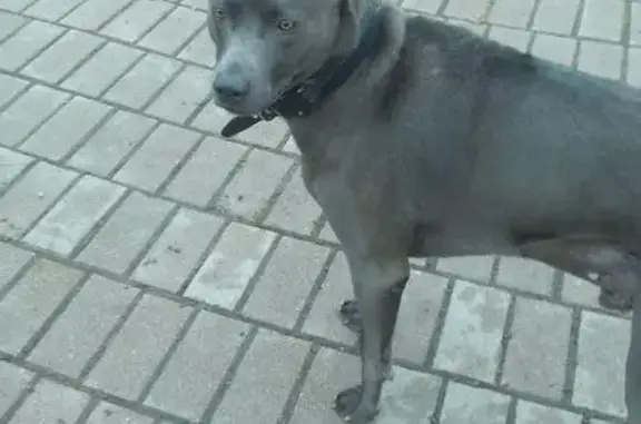 Собака найдена в Фрунзенском районе СПб