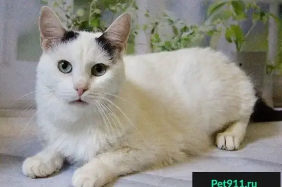 Найдена кошка Вася в Нижегородской области