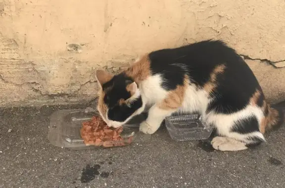 Найдена кошка в Путилково, Садовая 20