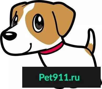 Пропала собака в Балаклаве, Севастополь 22.06.2018