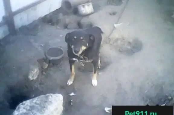 Пропала собака на ул. Гагарина, Лиски