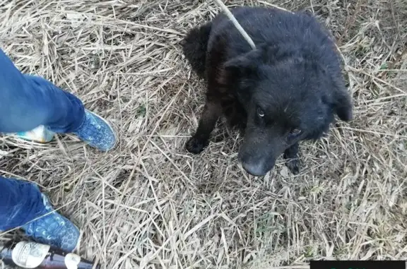 Пропала собака в Первоуральском приюте, помогите найти Рубика!