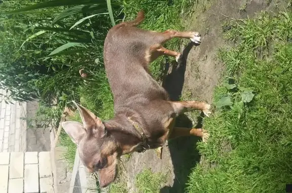 Собака найдена в Удельной, Московская область