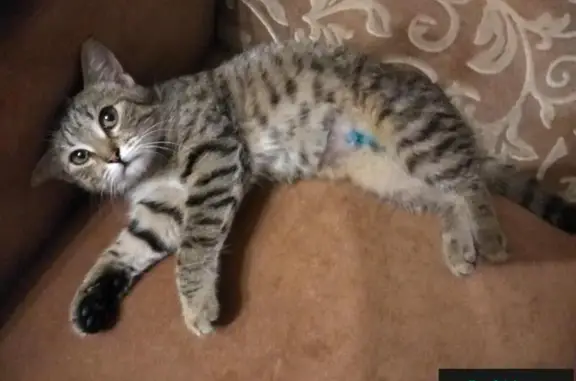 Найдена кошка в Брянске и ищет дом