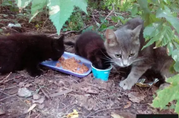 Найдена кошка в Воронеже - ищем бесплатную передержку или дом для котят
