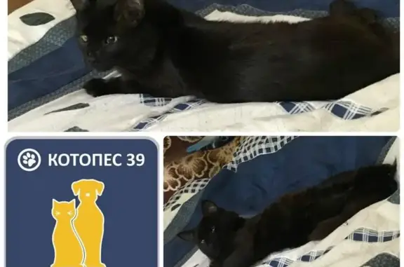 Молодой котик Марсик ищет дом или передержку в Калининграде