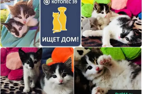 Милые котята ищут дом в Калининграде