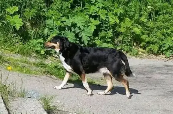 Собака найдена в Мурманске на ул. Зои Космодемьянской