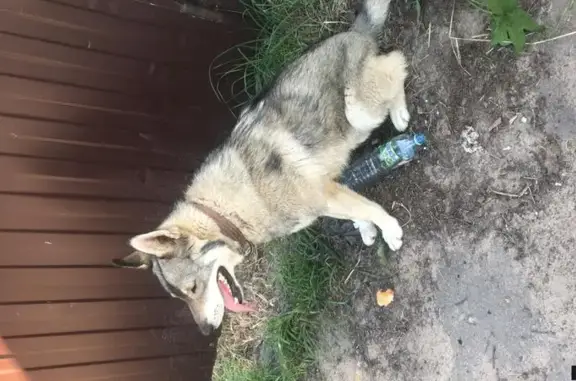 Найдена чистокровная собака Лайка в Московской области