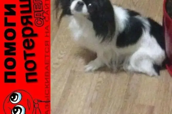 Пропала старая собака японский хин, вознаграждение