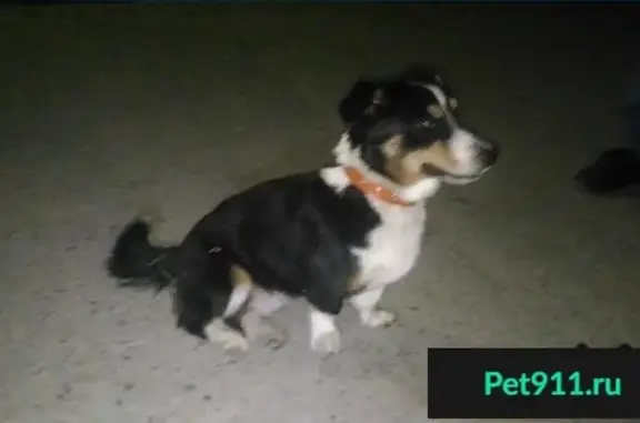Пропала собака возле 10 школы (пос. Чкаловский, Ростов-на-Дону)