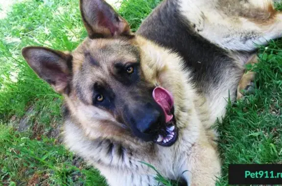 Пропала собака в Симферополе, ищем Байкала, немецкую овчарку.