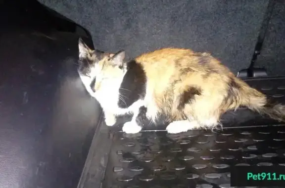 Найдена кошка в районе Фиолента, Автобат