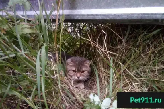 Найден кот в Мариевке, Рыбинск