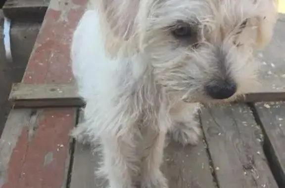 Пропала собака Бетти в Севастополе