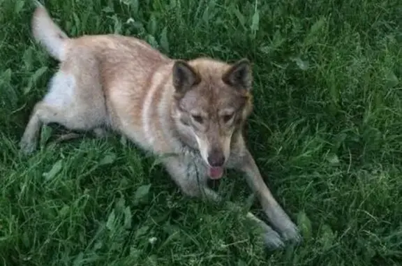 Найдена собака в Центральном районе Кемерово