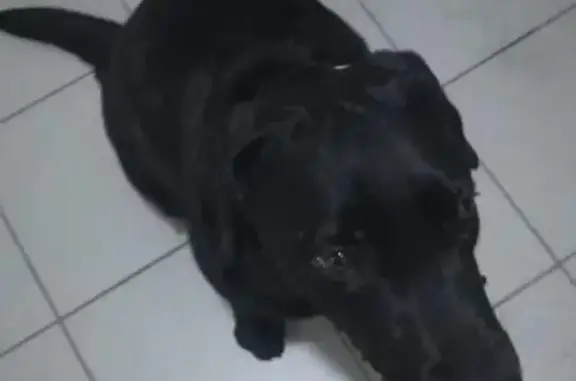 Собака найдена в Ногинске.