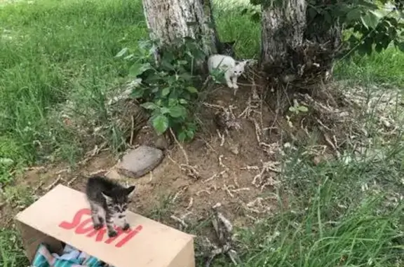 Найдены котята в Чите, ищут дом