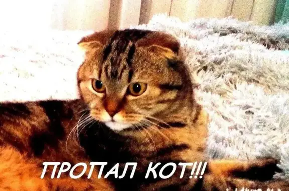 Пропал кот Марик с балкона в Дзержинске, Гайдара, 23