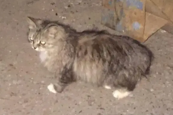 Найдена кошка в Твери, пересечение Володарского и Желябова