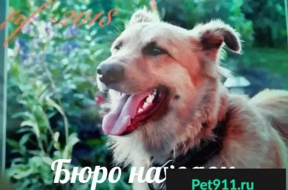 Пропала собака в районе Венгерово, Архангельск