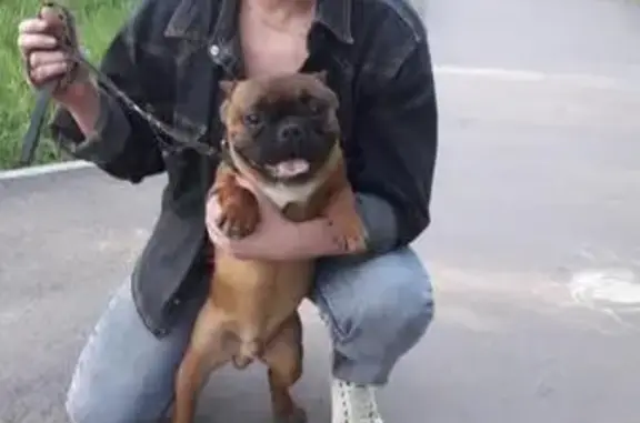 Пропала собака Филя, Омск, 1-ая Поселковая 1Б, SOS!